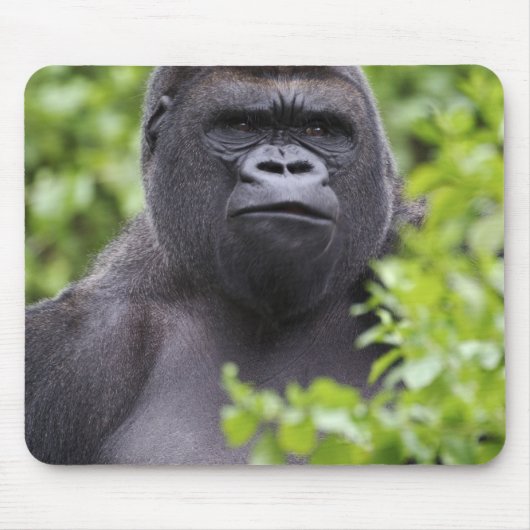 Silverback Lowland Gorilla、Gorilla gorilla、 マウスパッド (正面)