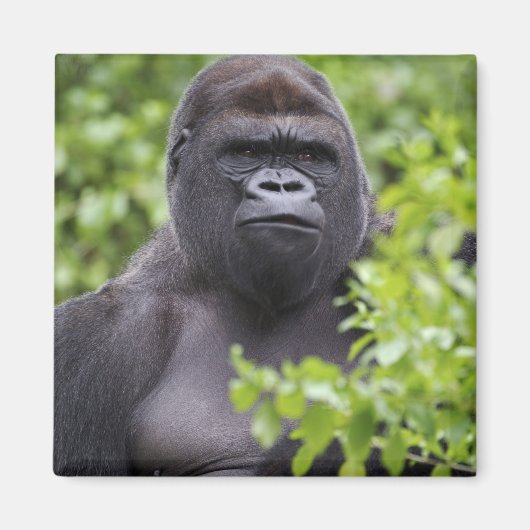 Silverback Lowland Gorilla、Gorilla gorilla、 マグネット (正面)
