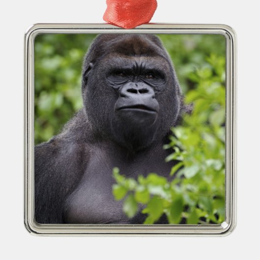 Silverback Lowland Gorilla、Gorilla gorilla、 メタルオーナメント (正面)