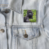Silverback Lowland Gorilla、Gorilla gorilla、 缶バッジ (インサイチュ)