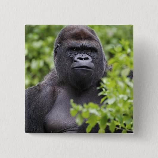 Silverback Lowland Gorilla、Gorilla gorilla、 缶バッジ (正面)