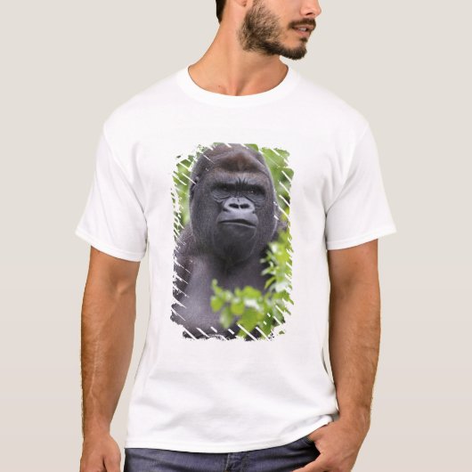 Silverback Lowland Gorilla、Gorilla gorilla、 Tシャツ (正面)