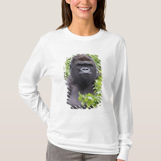 Silverback Lowland Gorilla、Gorilla gorilla、 Tシャツ (正面)