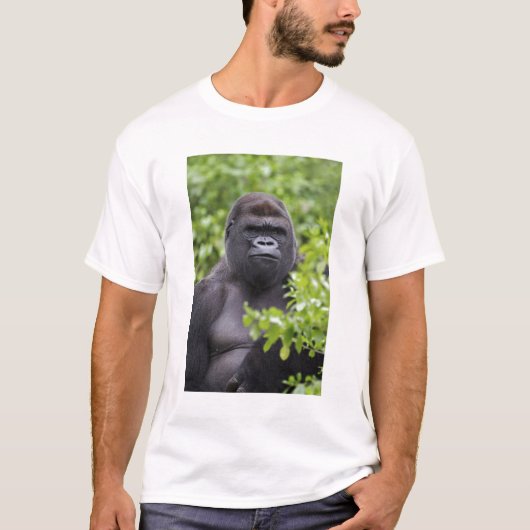 Silverback Lowland Gorilla、Gorilla gorilla、 Tシャツ (正面)