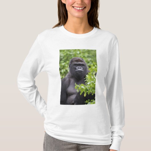 Silverback Lowland Gorilla、Gorilla gorilla、 Tシャツ (正面)