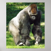 Silverback Male Lowland Gorilla Standing Up ポスター (正面)