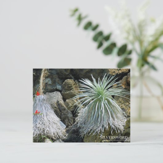 Silversword ポストカード (スタンド正面)