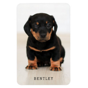 Simple Modern Full Photo Dog Pet   Black マグネット