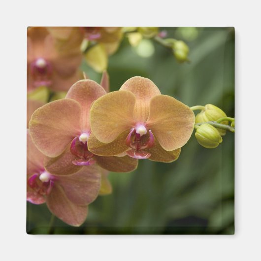 Singaporeサンスクリット語(Lion City)。ナショナル2 マグネット (正面)