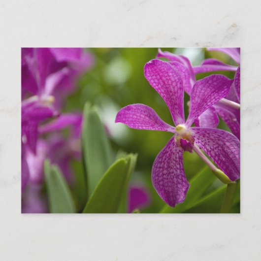 Singaporeサンスクリット語(Lion City)。国民 ポストカード (正面)