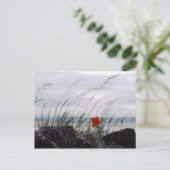 Singapore poppy, Lindisfarne, England – はがき (スタンド正面)