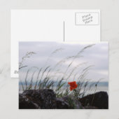 Singapore poppy, Lindisfarne, England – はがき (正面/裏面)
