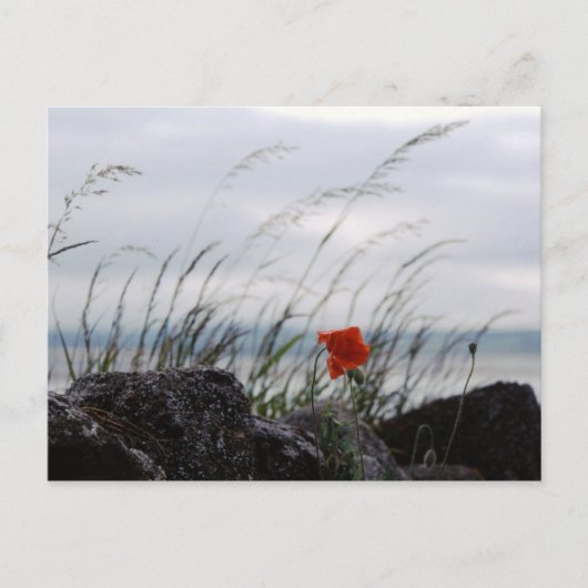 Singapore poppy, Lindisfarne, England – はがき (正面)