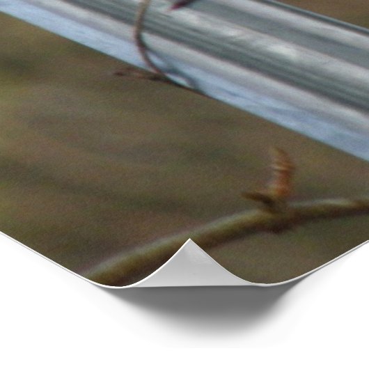 Singing Blackbird Print ポスター (角)