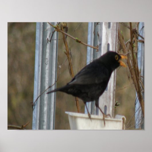Singing Blackbird Print ポスター (正面)