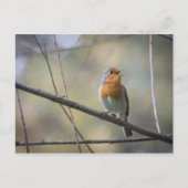 Singing Robinの写真 ポストカード (正面)