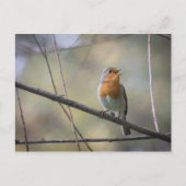 Singing Robinの写真 ポストカード (正面)