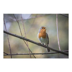 Singing Robinの自然写真 フォトプリント