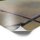 Singing Robinの自然写真 フォトプリント (角)