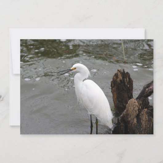 Singing Snowy Egret ノートカード (正面)