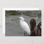 Singing Snowy Egret ノートカード (正面/裏面)