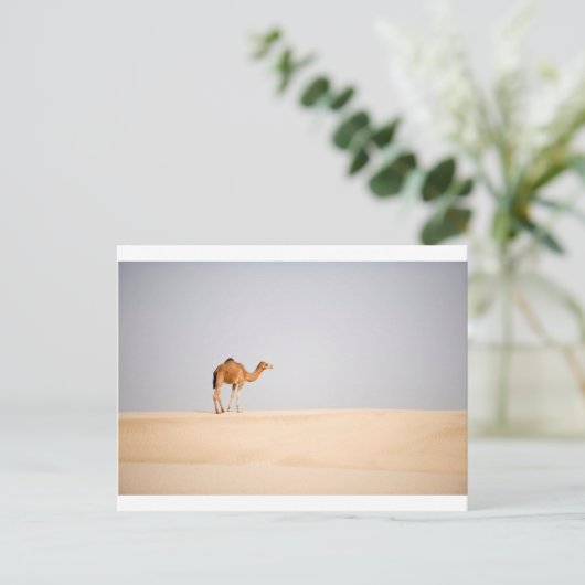 Single camel on Arabian sand dunes ポストカード (スタンド正面)