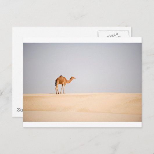 Single camel on Arabian sand dunes ポストカード (正面/裏面)