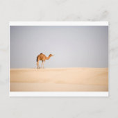 Single camel on Arabian sand dunes ポストカード (正面)
