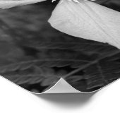 Single Clematis Flower Black And White ポスター (角)