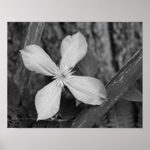Single Clematis Flower Black And White ポスター