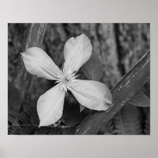 Single Clematis Flower Black And White ポスター (正面)