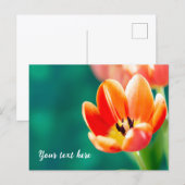 Single Orange Tulip Postcard ポストカード (正面/裏面)