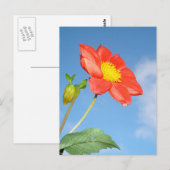 Single Red Strawberry Blossom Flower ポストカード (正面/裏面)