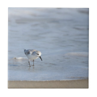 Single Sandpiper walking on beach  タイル