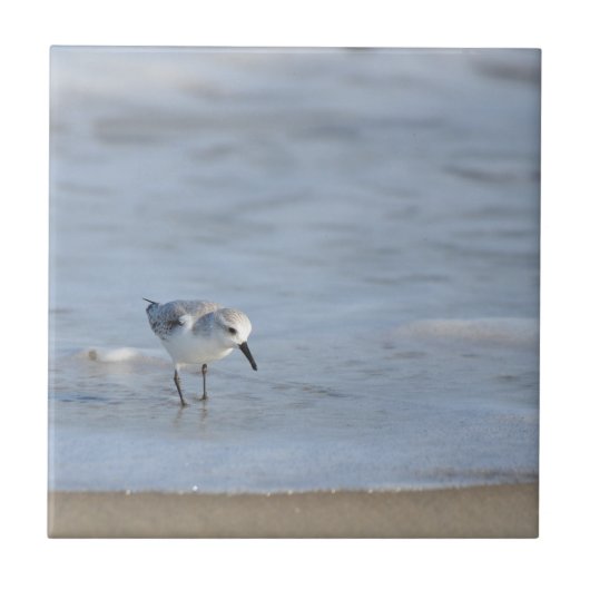 Single Sandpiper walking on beach  タイル (正面)