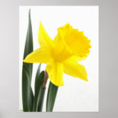 Single Yellow Narcissus Daffodil ポスター (正面)