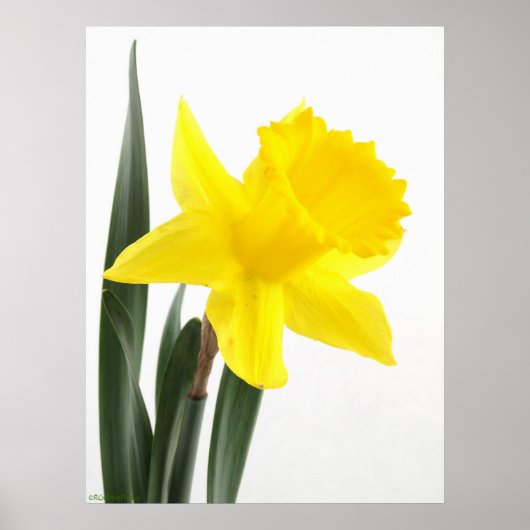 Single Yellow Narcissus Daffodil ポスター (正面)