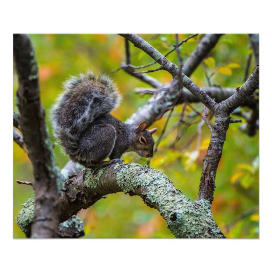 Sinister Squirrel 24 x 20 Kodak Proフォト紙 フォトプリント (正面)