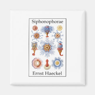 Siphonophorae by Ernst Haeckel マグネット