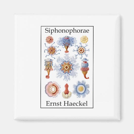Siphonophorae by Ernst Haeckel マグネット (正面)