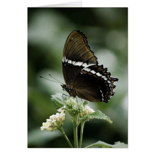 Siproetaカード (正面)