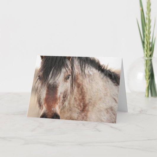 Sir Behrカー空白のド シーズンカード (正面)