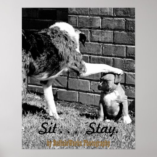 Sit- - Stay - - Poster ポスター (正面)