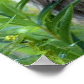 Sitka Black Tailed Deer ポスター (角)