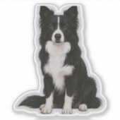 Sitting Border Collie シール (正面)