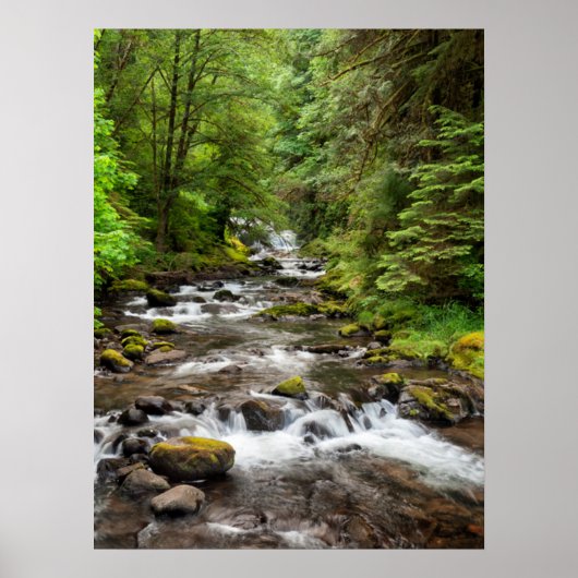 Siuslaw National Forest | Sweet Creek ポスター (正面)