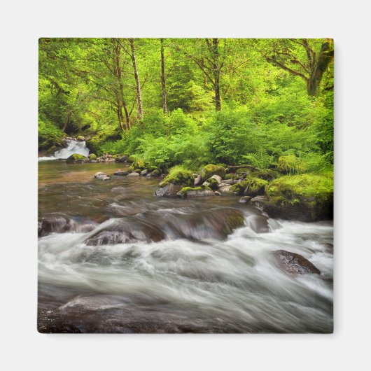 Siuslaw National Forest, Sweet Creek, Oregon マグネット (正面)