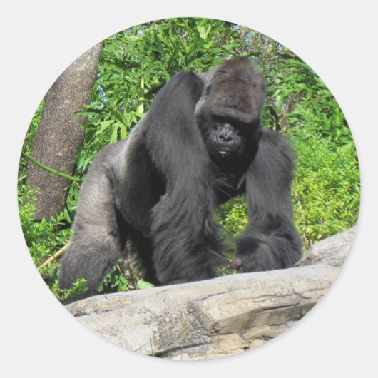 Sivlerback Gorillaスタンプ ラウンドシール (正面)