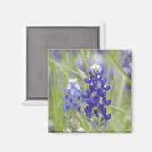 SJeffersonテキサス州ブルーボンネットシリーズ#1 マグネット (正面/裏面)