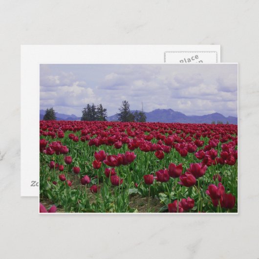 Skagitの谷の美しい ポストカード (正面/裏面)